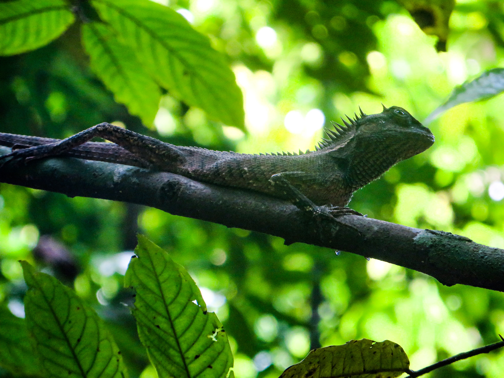 Rainforest- Krabi
