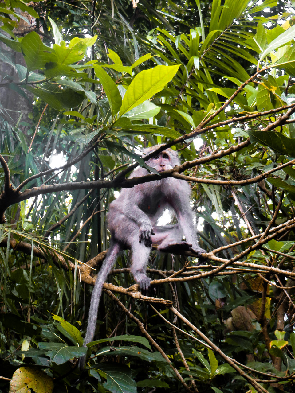 Monkey Forest - Ubud, Bali