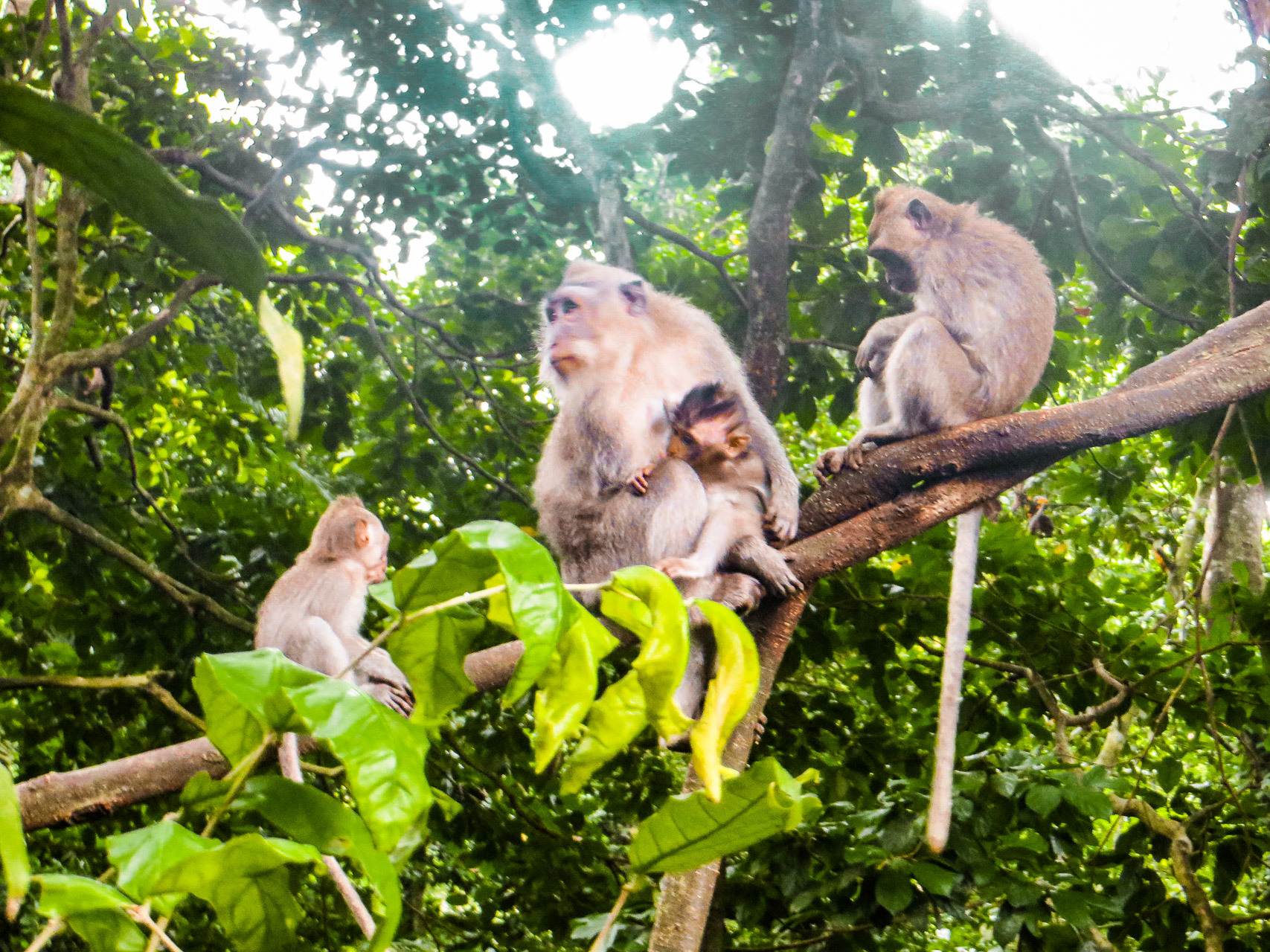 Monkey Forest - Ubud, Bali