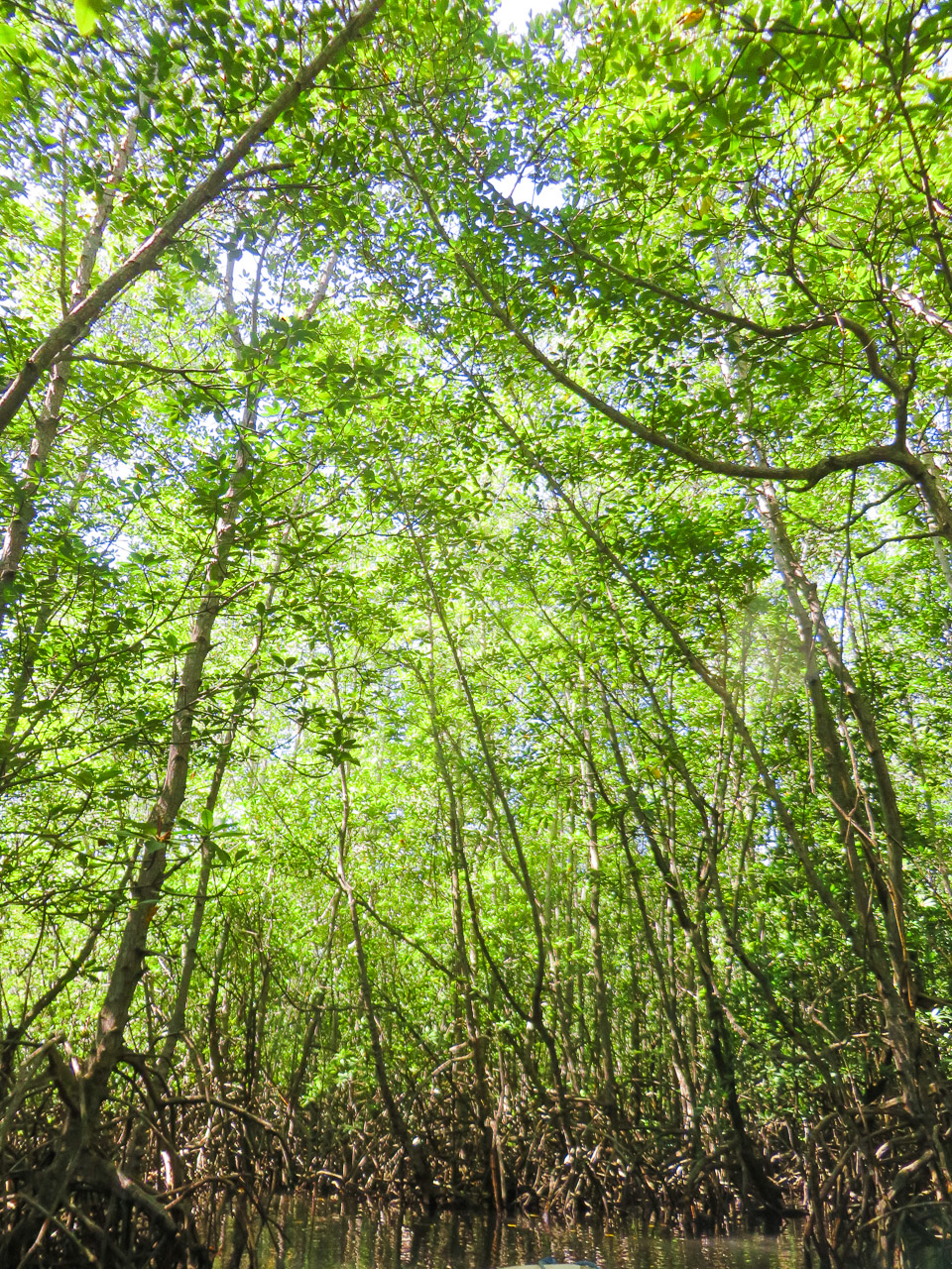 Mangrove Forest - Nusa Lembongan