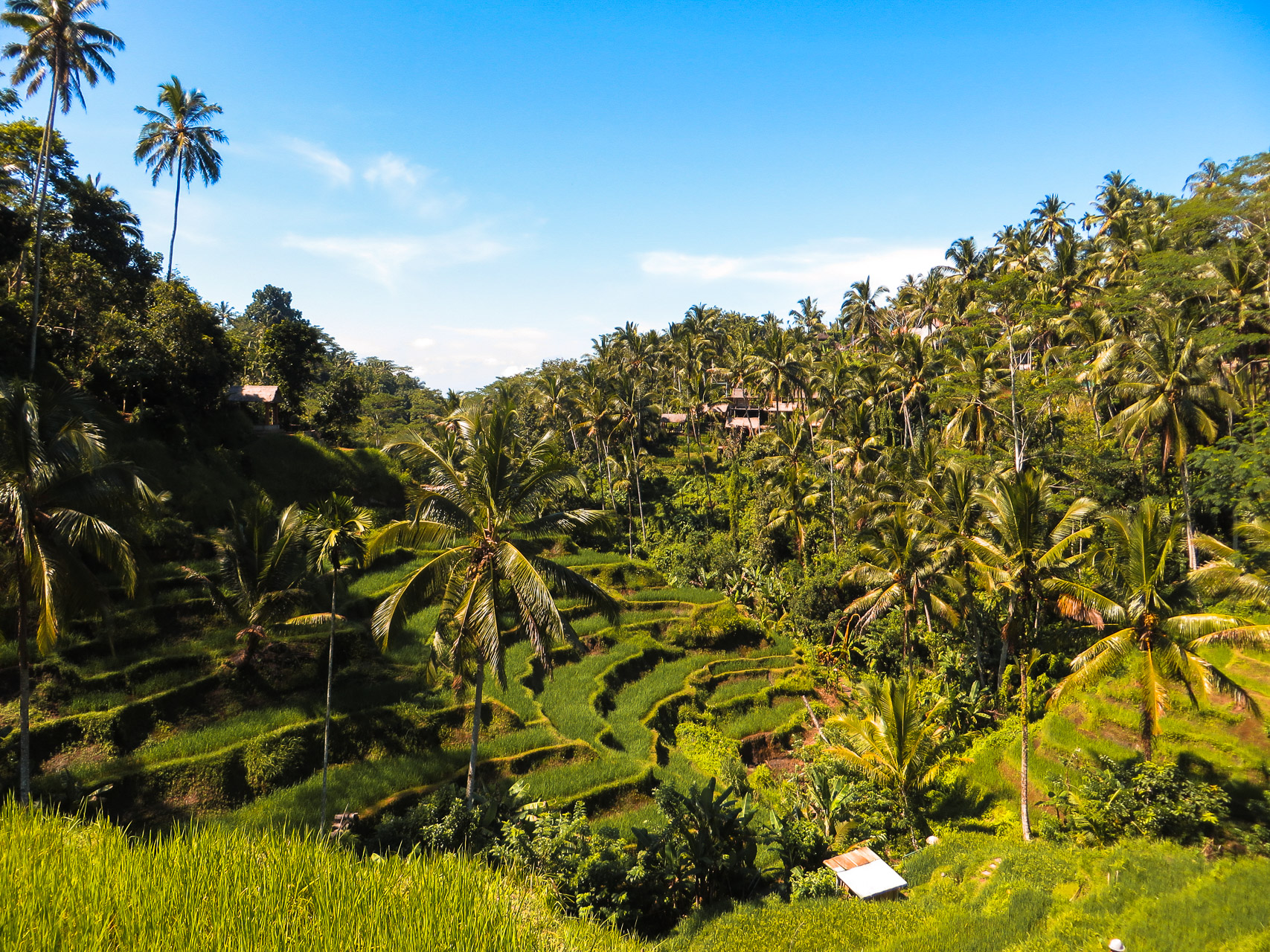 Tegallalang Rice Terrace - Bali