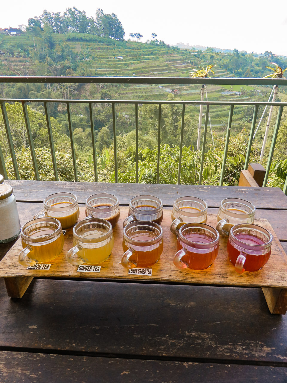 Tea plantation on a day trip from Ubud to Munduk