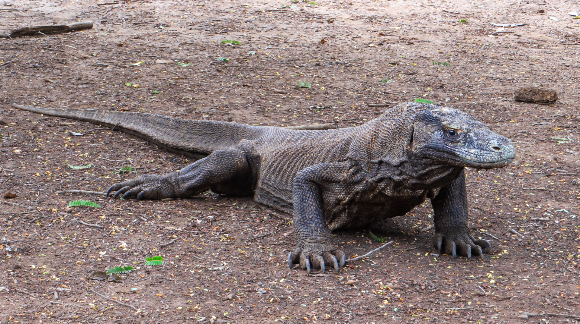 Komodo dragon - Indonesia
